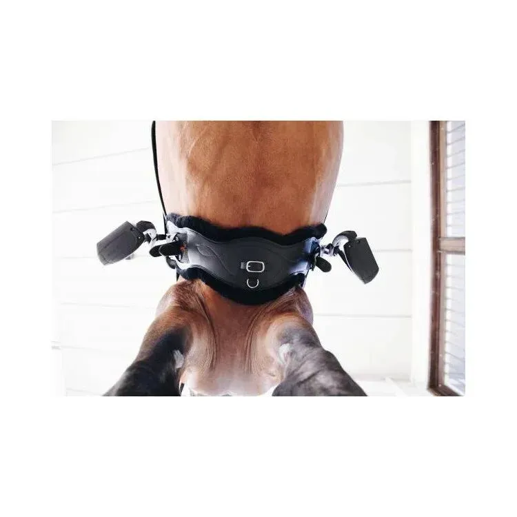 sangle courte 60 cm Kentucky anatomique mouton